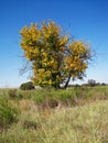 LARGE TREE WITH YELLOW LEAVES IN AUTUMN