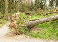 Trees blown down by strong storm winds