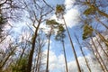 Large trees from bottom view in Ardennes, Belgium