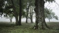 Large trees in diminishing line in fog in springtime Royalty Free Stock Photo