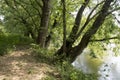 Large trees on river bank