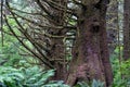 Large trees with moss growing in a rainforest in Cape Disappointment State Park, Washington State Royalty Free Stock Photo