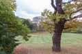 Large trees in the park in autumn