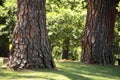 Large trees in the park