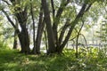 Large trees on river bank