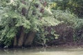 Large trees on river bank