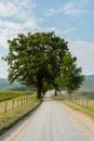 Large Trees Stand Along A Dusty Hyatt Lane