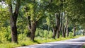 Large trees with thick trunks