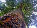 large trees that were wet with rainwater in the morning