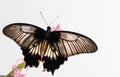 The large tropical Asian butterfly Papilio Lowi sits on a pink flower. White background, place for inscription Royalty Free Stock Photo