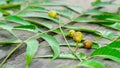 A large tropical asian tree or azadirachta indica treefresh and healthy neem leaves Royalty Free Stock Photo