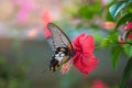 Tropical butterfly on Chinese rose flower