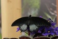 A large, tropical butterfly with large black wings. Black butterfly on a blue violet.