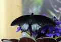 A large, tropical butterfly with large black wings. Black butterfly on a blue violet. Royalty Free Stock Photo