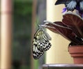 A large, tropical butterfly with large spotted wings. Mottled butterfly on a blue violet. Butterfly on a flower. Royalty Free Stock Photo