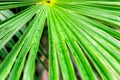 Large tropical dense green leaf of a palm tree branch closeup in the jungle, background texture with lines arranged horizontally Royalty Free Stock Photo
