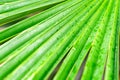 Large tropical dense green wet leaf of a palm tree branch after rain closeup in the jungle, background texture with lines Royalty Free Stock Photo