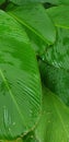 Large tropical foliage and rain drops, lush greenery