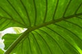 Large tropical green leaf for background or texture. Royalty Free Stock Photo