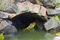 A large tropical iguana in a fish pond Royalty Free Stock Photo