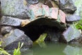 A large tropical iguana in a fish pond Royalty Free Stock Photo