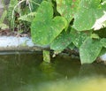 A large tropical iguana in a fish pond Royalty Free Stock Photo