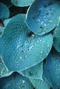 Large tropical leaves with raindrops, Close-up, Summer