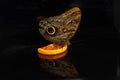 A large tropical owl butterfly Caligo drinks orange nectar. View from the side. Black glass background Royalty Free Stock Photo