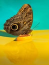 A large tropical owl butterfly Caligo drinks orange nectar. View from the side. Yellow and blue background Royalty Free Stock Photo