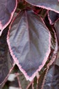 Large tropical plant with red variegated leaves and pink edges Royalty Free Stock Photo