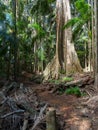 Large tropical rainforest tree trunk walking track and palm trees