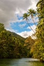 Large tropical river with palm trees on both shores Royalty Free Stock Photo