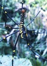 Large tropical spider -Nephila. Spider and spider web . A black and yellow colour spider close up shot, Black Spider, macro Royalty Free Stock Photo