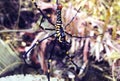 Large tropical spider -Nephila. Spider and spider web . A black and yellow colour spider close up shot, Black Spider, macro Royalty Free Stock Photo