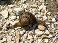 Large tropical terrestrial snail class Gastropoda