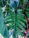 large waxy tropical leaf