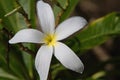 Large Tropical White Lily, Close Up Royalty Free Stock Photo