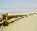 Large trunk drifted onto the beach