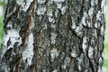 large trunk with birch bark Royalty Free Stock Photo