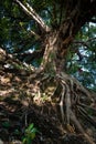 A large trunk of Fig tree inside a temple courtyard in India. Also called peepal or the bodhi tree