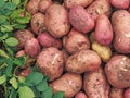 Large tubers of potatoes pink and yellow. root crops.