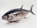 A large tuna fish on a white background Royalty Free Stock Photo