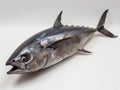 A large tuna fish on a white surface Royalty Free Stock Photo