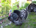 A turkey, black with white plumage, walks through the farm yard Royalty Free Stock Photo