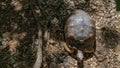 The large turtle Astrochelys radiata is endemic to Madagascar.