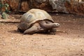 A large turtle close-up. A walking tortoise on the sand. Aldabra giant tortoises endemic species Royalty Free Stock Photo