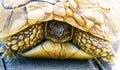 Large turtle crossing the pavement street very slowly Royalty Free Stock Photo
