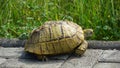 Large turtle crossing the pavement street very slowly Royalty Free Stock Photo