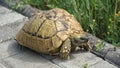 Large turtle crossing the pavement street very slowly Royalty Free Stock Photo