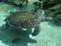 A large turtle swimming